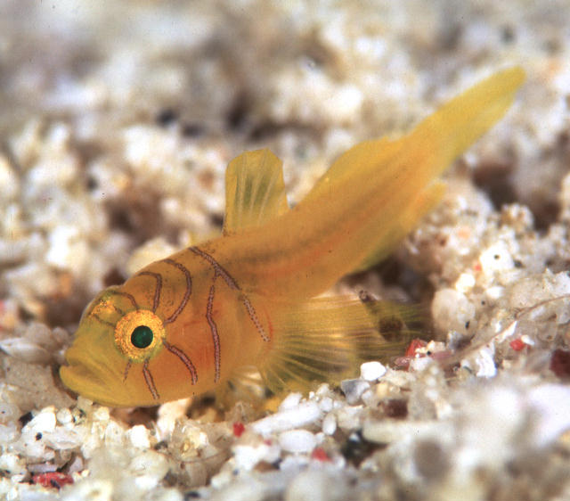 Lubricogobius ornatus